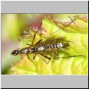 Micropeza corrigiolata - Stelzfliege 04d 5mm.jpg